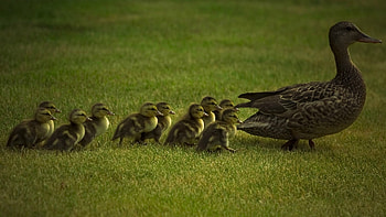 Duck featuring animals, High resolution, and mobile backgrounds, Natural beauty HD wallpaper