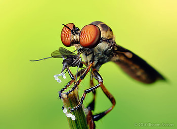 Robber Fly with Prey, close-up, fly, bug, insect HD wallpaper