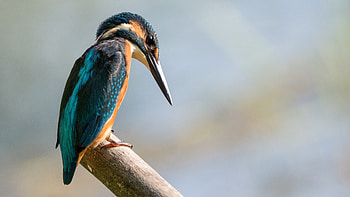 ultra , Stunning , Beautiful bird, Background HD wallpaper
