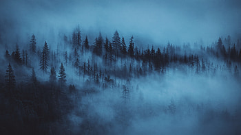 Nature, Trees, Dawn, Forest, Fog HD wallpaper