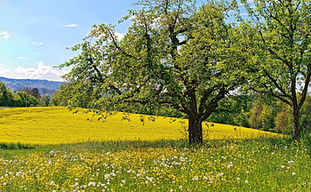 the tree, meadow, tree, dandelion, flower HD wallpaper