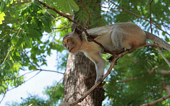 Animals, Nature, Monkey, Is Sitting, Sits HD wallpaper