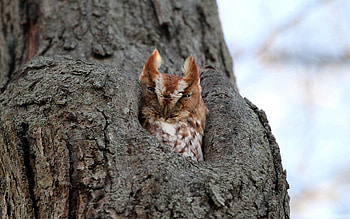 Animals, Owl, Bird, Predator, Hollow HD wallpaper