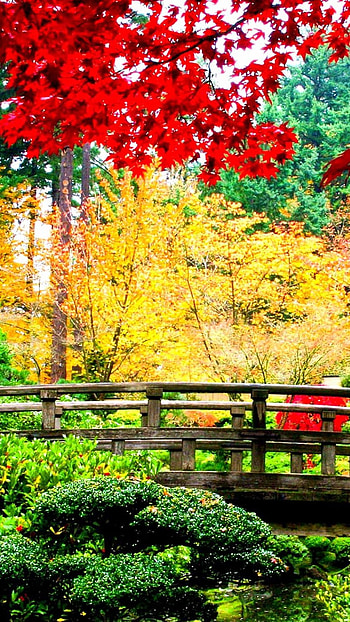 Yellow tree, tree, nature, japan HD phone wallpaper