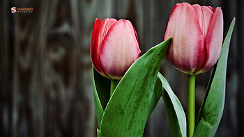 Tulips, pink, nature, flowers HD wallpaper