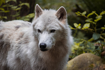 Animals, Muzzle, Predator, Wolf, Animal HD wallpaper