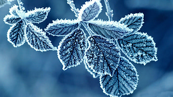 Winter, Background, Leaves, Snow HD wallpaper