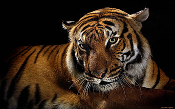 Animals, Tigers HD wallpaper