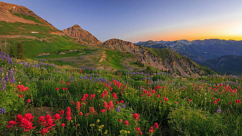 Wasatch Wildflowers in dawn light, Utah, mountains, blossoms, landscape, colors, sky, usa, sunset HD wallpaper