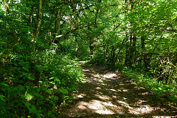 Nature, Leaves, Road, Forest, Path, Trail, Way HD wallpaper