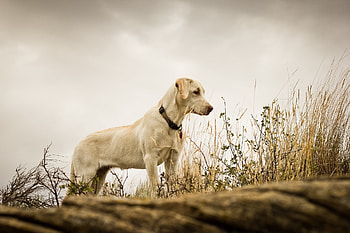 Animals, Grass, Background, Dog, Labrador HD wallpaper