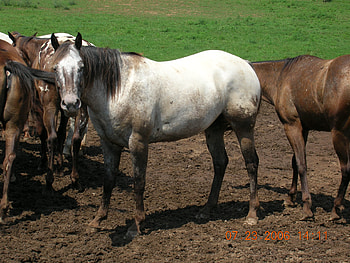 Wild Horses, arabian horses, mare, stallion, filly, grey horses, ponies HD wallpaper