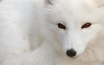 Animals, Muzzle, Eyes, Arctic Fox HD wallpaper