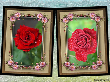 RED ROSES, ROSES, FRAMED, , RED HD wallpaper