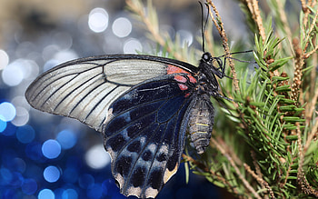 Butterfly, animal, macro, insect HD wallpaper