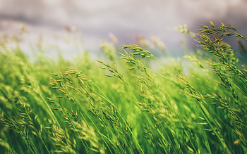 Grass Field, grass, fields, nature HD wallpaper