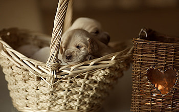 Animals, Basket, Toddlers, Kids, Small, Puppies HD wallpaper