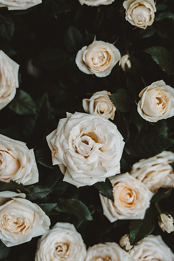 Flowers, Roses, Plant, Bloom, Flowering HD phone wallpaper