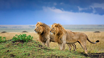 Two Lions Are Standing On Greenery Land In Blue Sky Background Lion HD wallpaper