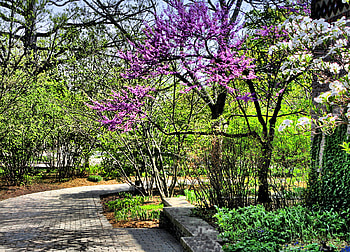 Park, forests, nature, path HD wallpaper
