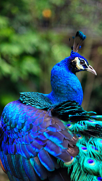 Peacock, Blue Bird HD phone wallpaper