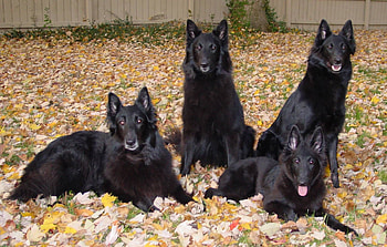 Family, Belgian Tervuren HD wallpaper