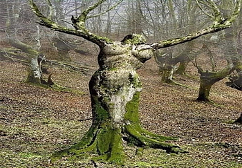 Mother nature Earth Tree, trees, branches, Forest, tree HD wallpaper