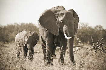 Animals, Nature, Black And White, Elephant, Tusks, Baby Elephant, Elephant Calf HD wallpaper