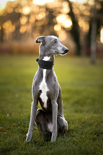 Championem , , Whippet beauty, Unforgettable moments HD phone wallpaper