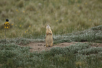 Prairie Dog vocalizations, Prairie Dog Project HD wallpaper