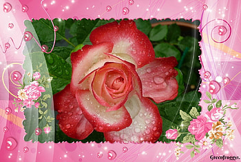 FRAMED ROSE, PRETTY, ROSE, , PINK HD wallpaper