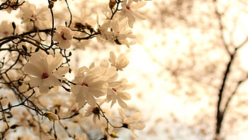 Flowers, Branches HD wallpaper