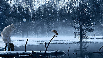 Wild Meet, predator, graphics HD wallpaper