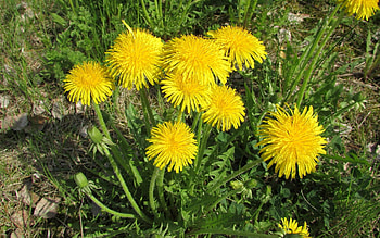 Dandelions, Latvia, flowers, yellow, spring HD wallpaper