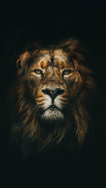 Lion Face , Lion Art HD phone wallpaper