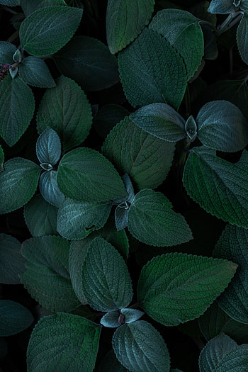 Plants, Leaves, Macro, Close-Up HD phone wallpaper