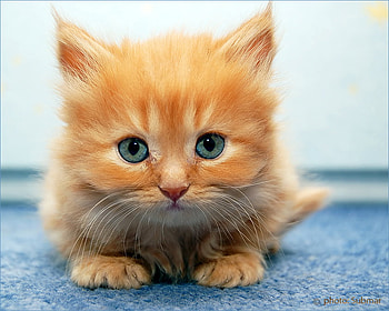 ATTACK KITTY., adorable cute, kitty, prowl, on HD wallpaper