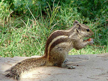 Cute Squirrel, cool, cute, , squirrel HD wallpaper