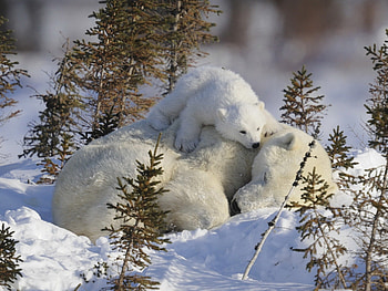 Animals, Bears HD wallpaper