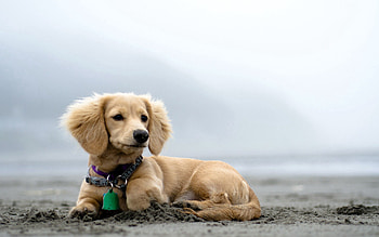 Animals, Lies, Dog, Puppy, Ears, Collar, Curiosity HD wallpaper