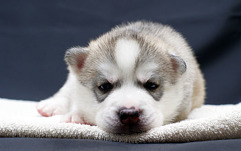 Animals, Muzzle, Sight, Opinion, Puppy HD wallpaper