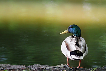 Striking duck , Eye-catching design, Impressive visual, Unique style HD wallpaper
