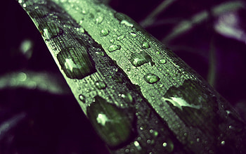 Grass, Drops, Macro, Surface, Dew HD wallpaper