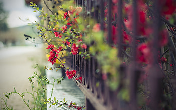 Plants, Flowers HD wallpaper