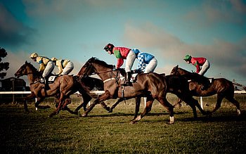 Equestrian rider, Horse galloping, Bridle and reins, Trotting HD wallpaper