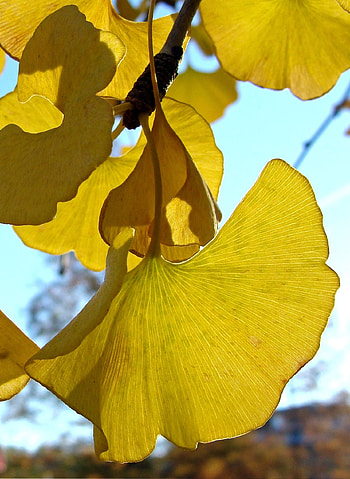 Ginkgo Biloba, Tree of life, Symbolic leaves, Timeless beauty HD phone wallpaper