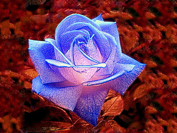 cg rose for my dn friends, blue, rose, lightning, cg HD wallpaper