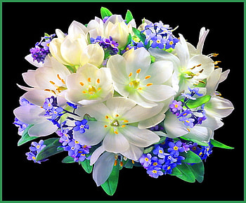 Blooms for Miss Anna, blue, white, black background, green, flowers HD wallpaper
