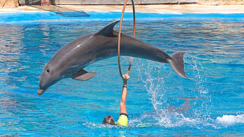 Animals, Bounce, Jump, Dolphin, Pool, Hoop HD wallpaper