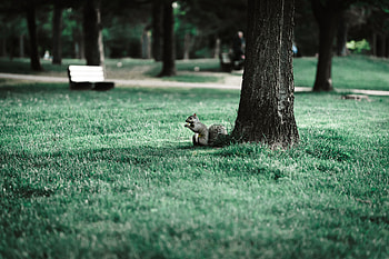 Animals, Squirrel, Grass, Wood, Park, Tree, Animal HD wallpaper